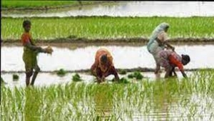 95 फीसद हो चुकी खरीफ फसलों की बुआई :धान की बोनी पूरी