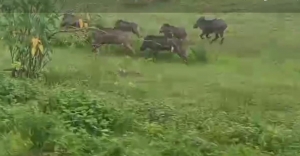 वन कटाई के दुष्परिणाम: खेतों में घुसे डेढ़ दर्जन जंगली सुअर, फसलों को भारी नुकसान, ग्रामीण दहशत में