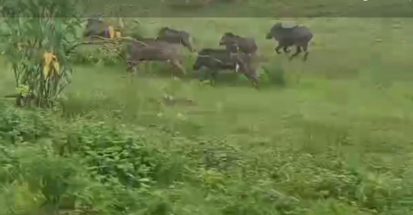 वन कटाई के दुष्परिणाम: खेतों में घुसे डेढ़ दर्जन जंगली सुअर, फसलों को भारी नुकसान, ग्रामीण दहशत में